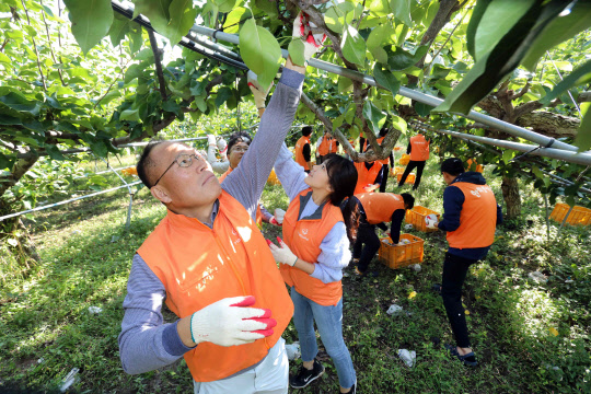 지난 8일 옥경석 ㈜한화 대표이사(왼쪽 첫번째)와 봉사단원들이 대전 유성구에 있는 과수농가에서 창립 67주년 기념 릴레이 봉사활동에 참여해 배 수확 봉사활동을 하고 있다. <한화그룹 제공>